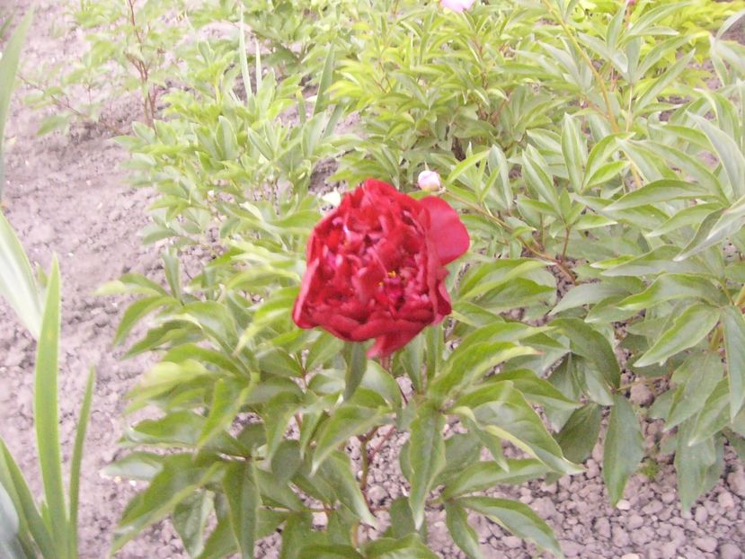 P1320694 - ANUL 2017 V