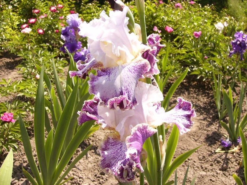 P1320706 - ANUL 2017 V