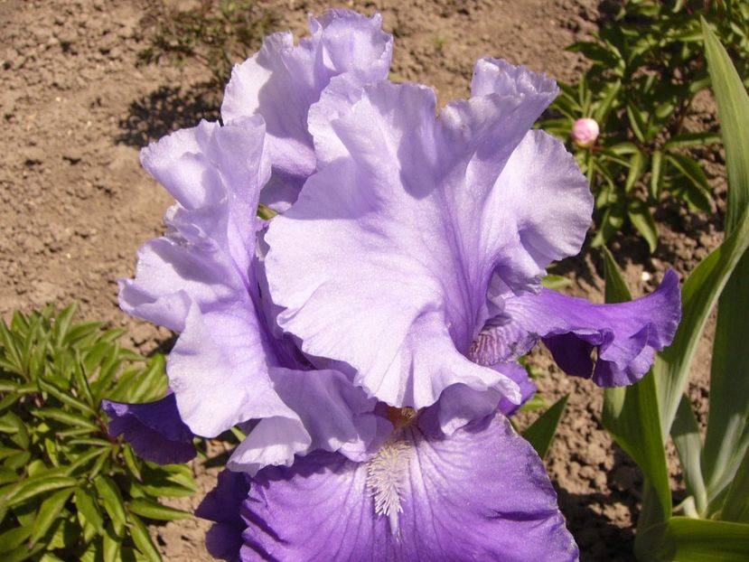 P1320710 - ANUL 2017 V