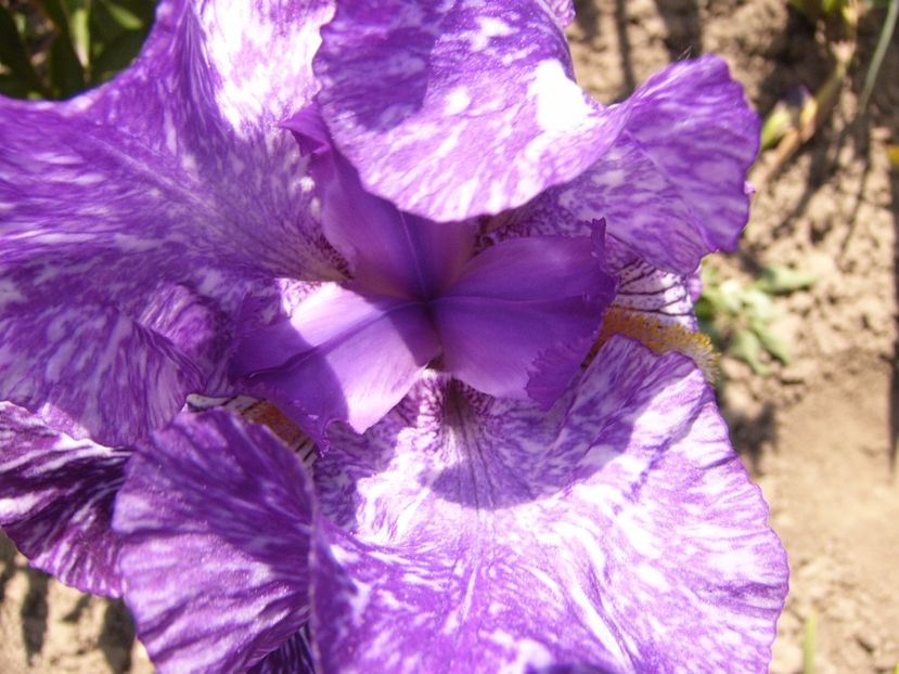 P1320715 - ANUL 2017 V