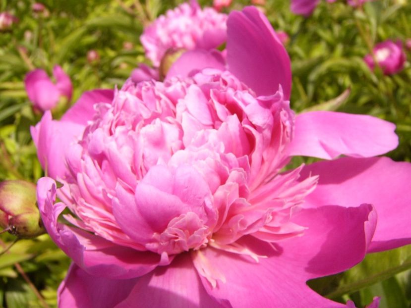 P1320762 - ANUL 2017 V