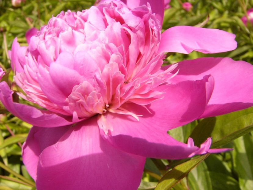 P1320763 - ANUL 2017 V