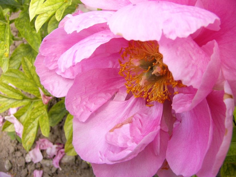 Paeonia Paula Fay - ANUL 2017 V