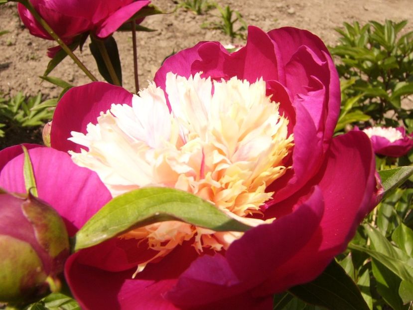 Paeonia White cap - ANUL 2017 V