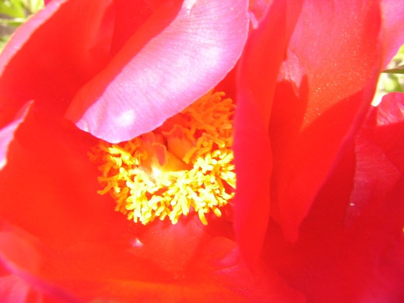 Paeonia Blaze - ANUL 2017 V