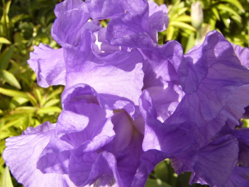 P1320828 - ANUL 2017 V