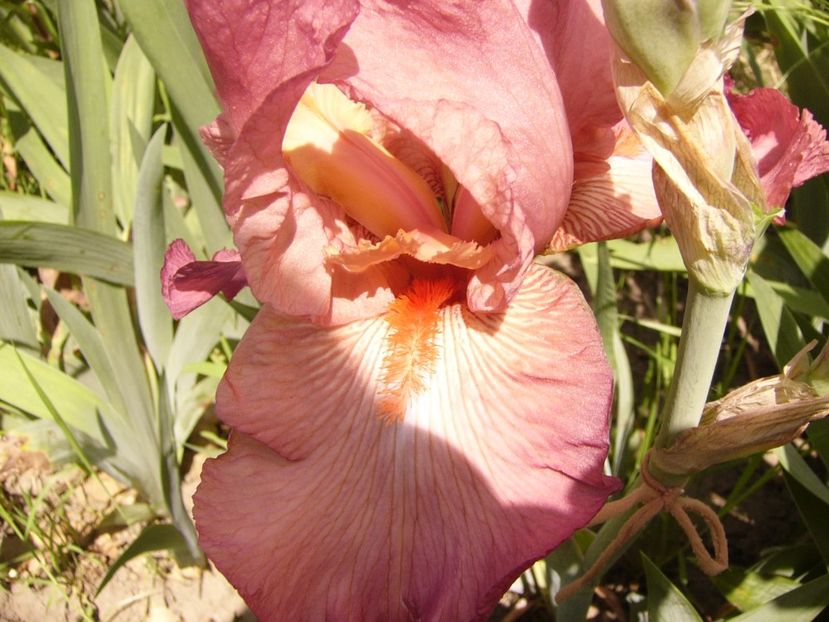 P1320839 - ANUL 2017 V