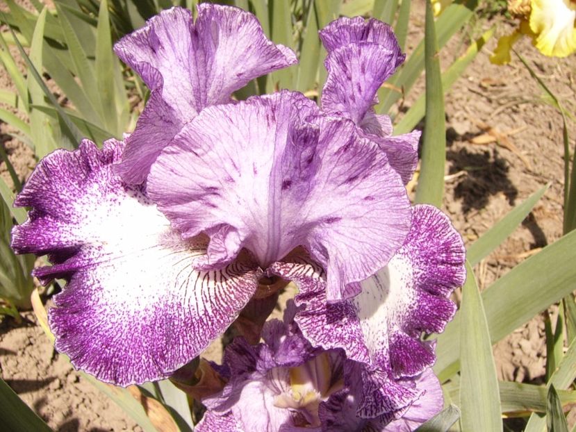 P1320857 - ANUL 2017 V