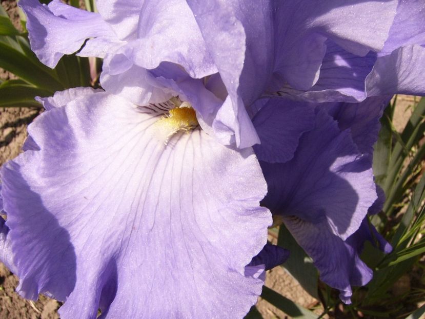 P1320880 - ANUL 2017 V