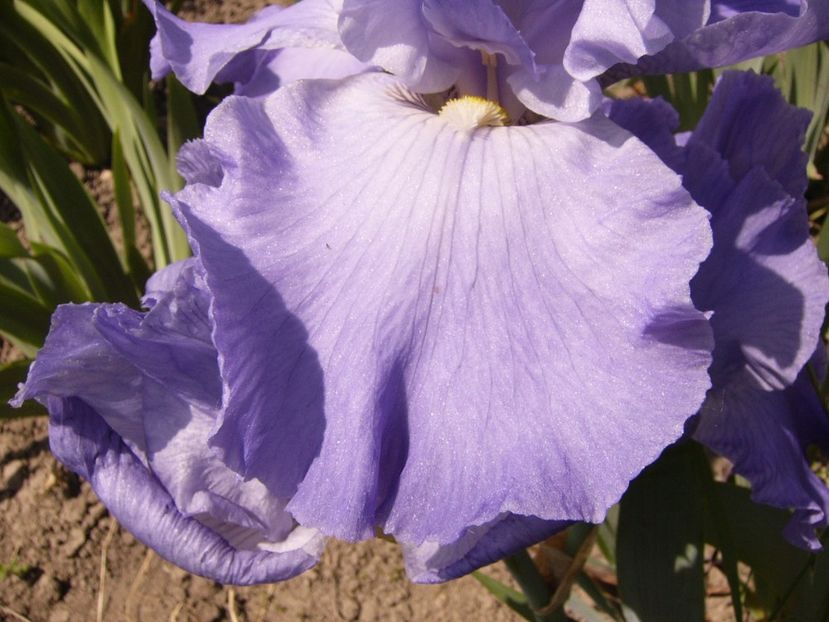 P1320881 - ANUL 2017 V