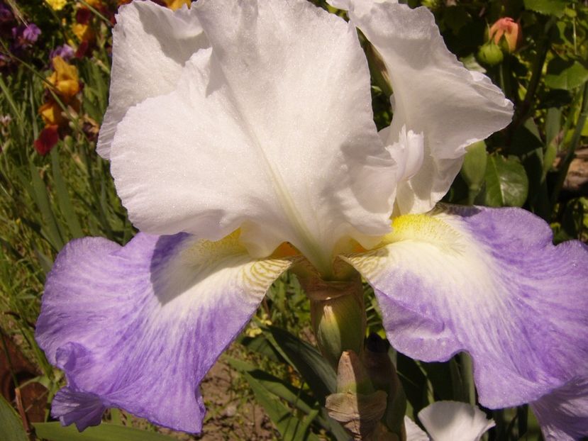 P1320895 - ANUL 2017 V