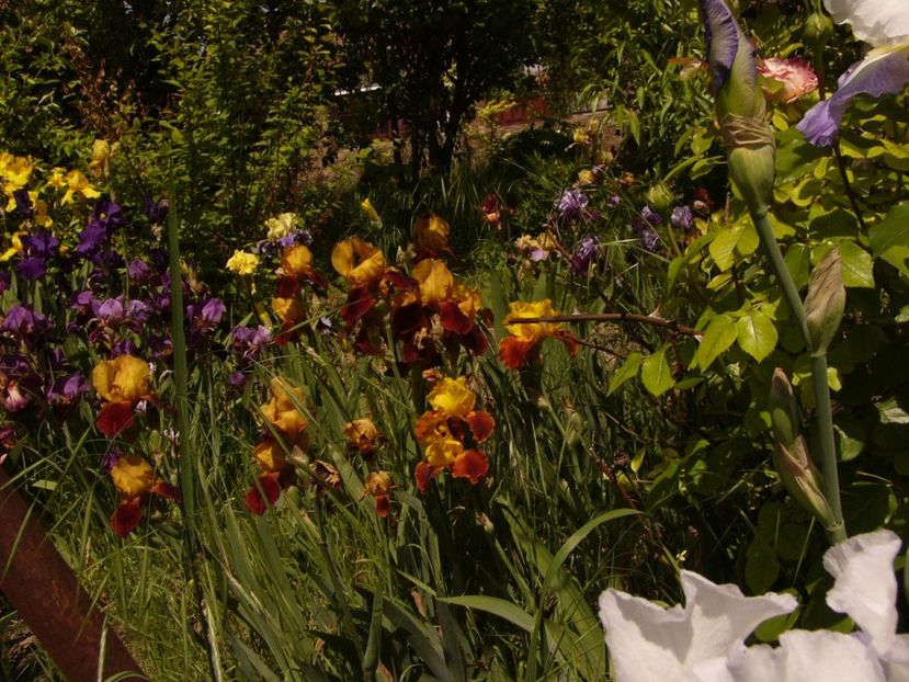 P1320897 - ANUL 2017 V