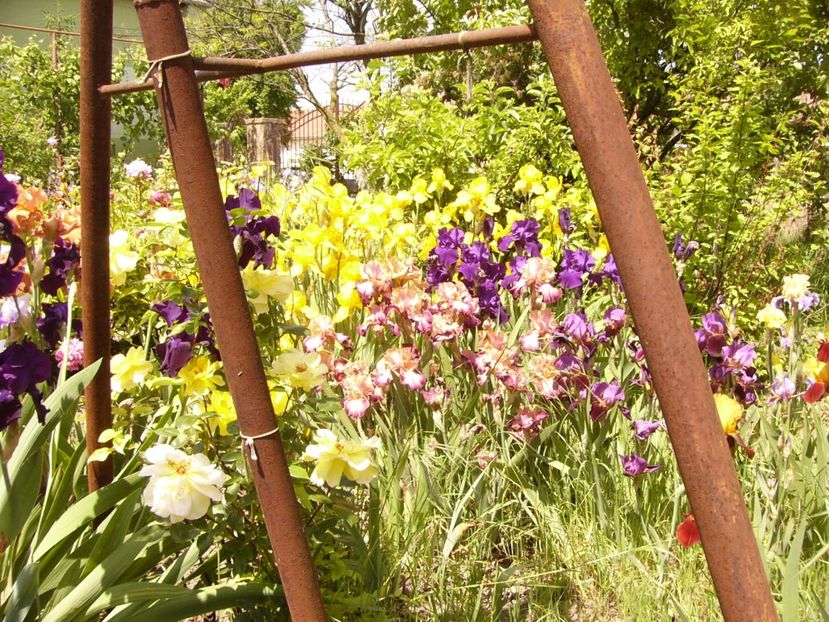 P1320900 - ANUL 2017 V