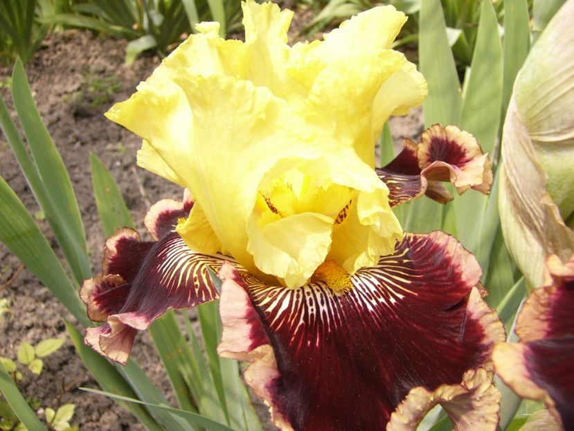 Iris Indulgence - ANUL 2017 V