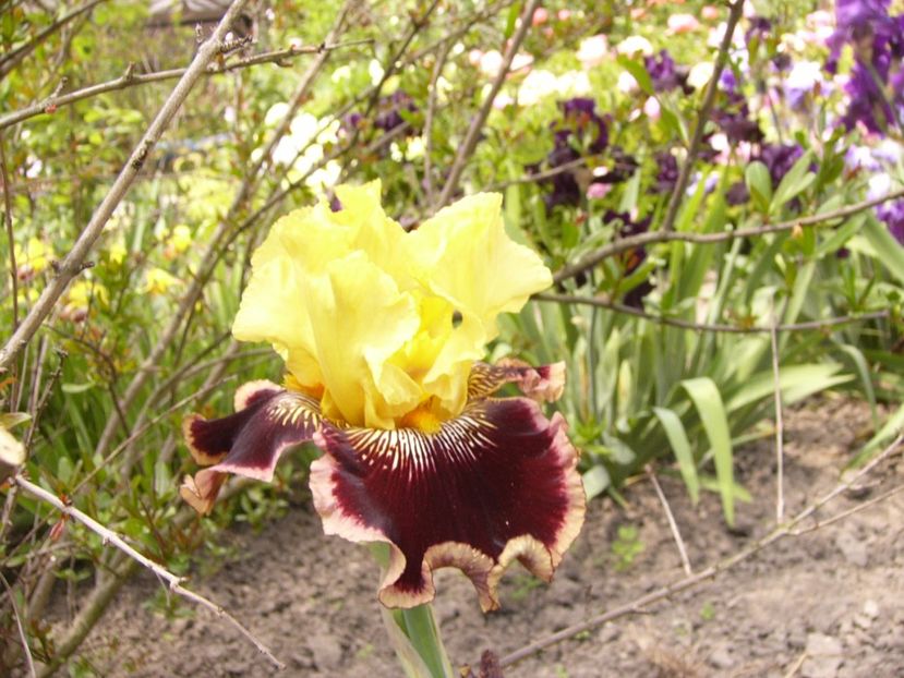 P1330004 - ANUL 2017 V