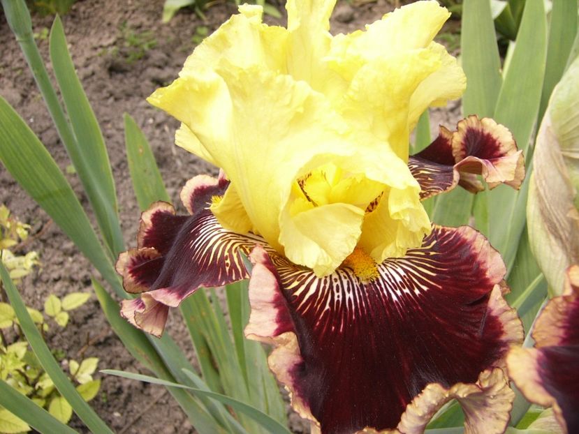 P1330007 - ANUL 2017 V