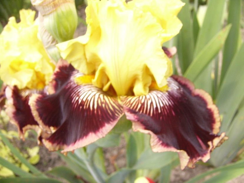 Iris Indulgence - ANUL 2017 V