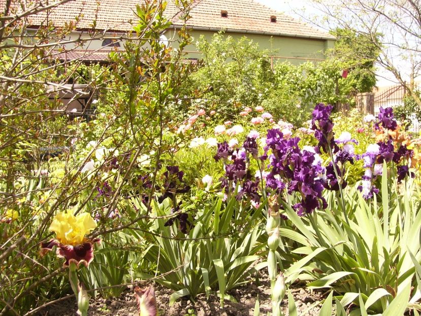 P1330014 - ANUL 2017 V