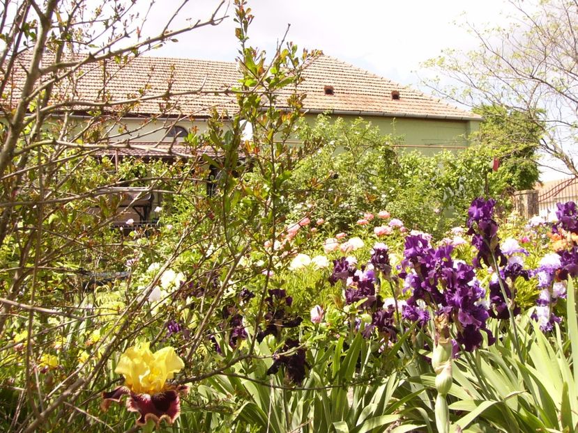 P1330016 - ANUL 2017 V