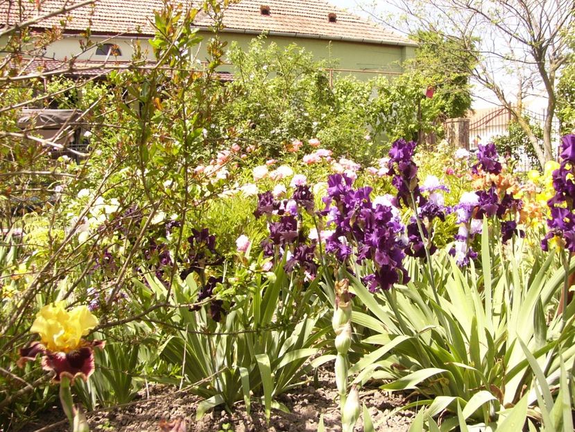 P1330018 - ANUL 2017 V