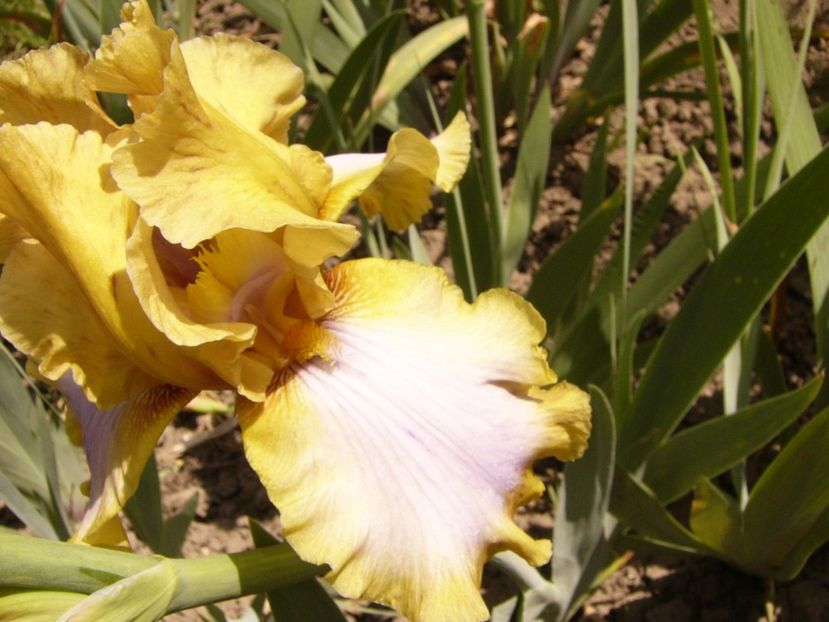 P1330022 - ANUL 2017 V