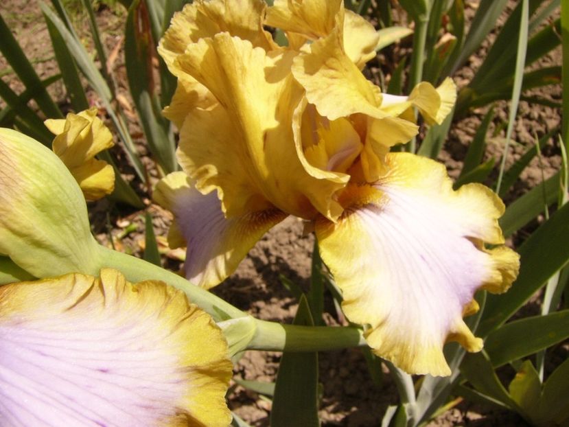 P1330023 - ANUL 2017 V