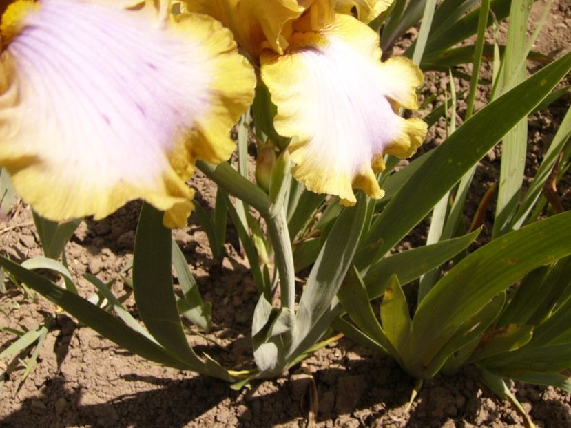 P1330024 - ANUL 2017 V