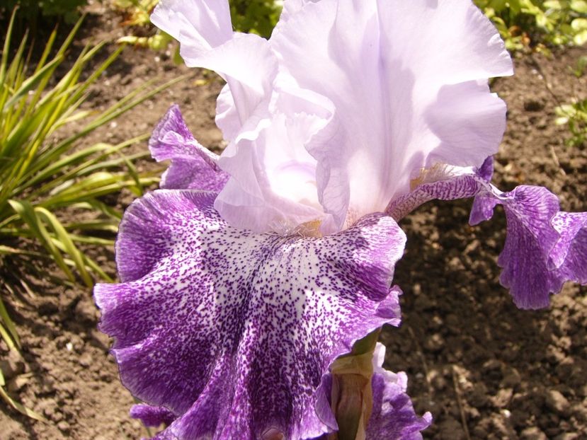 P1330026 - ANUL 2017 V