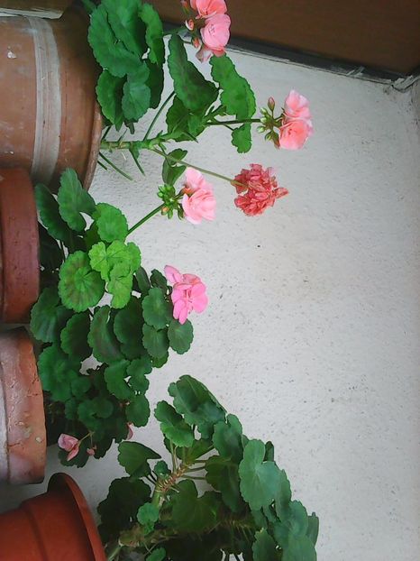 Photo4503 - Balconul meu 2017