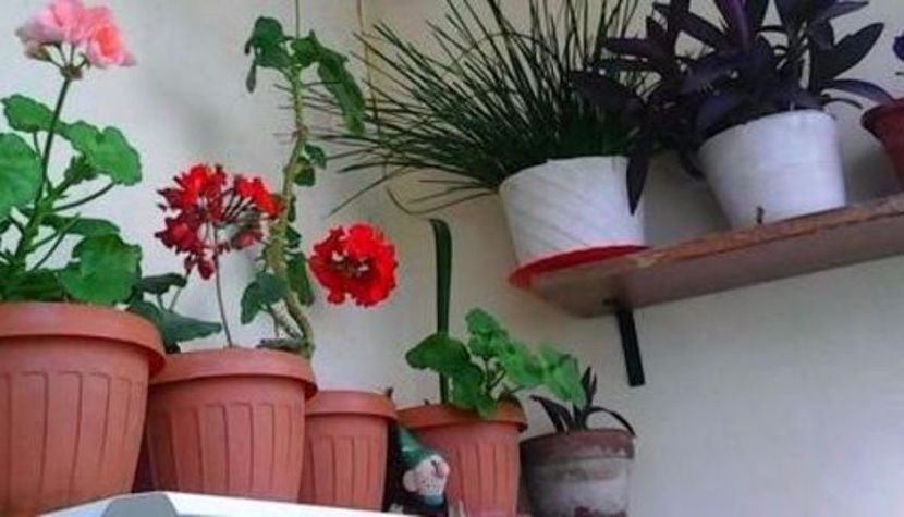 oie_2lhbfJYSJQtX - Balconul meu 2017