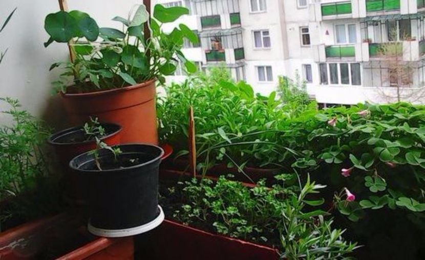 oie_obVdI7DVRCr6 - Balconul meu 2017