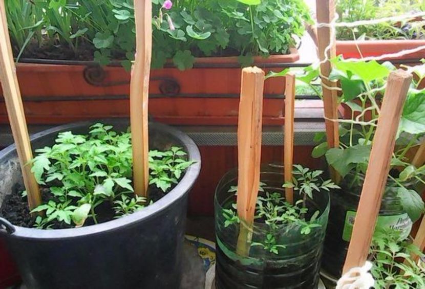 oie_dpyBkNxD2NAL - Balconul meu 2017