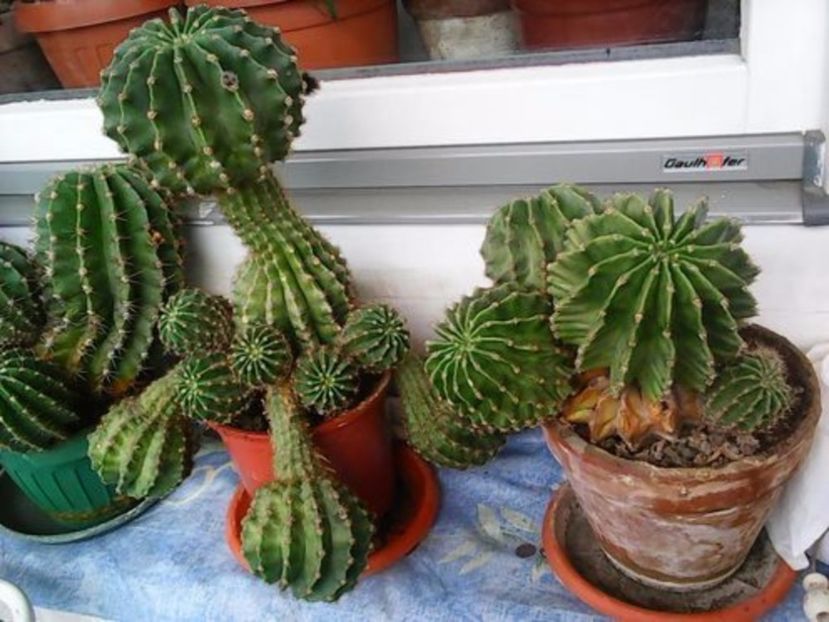 oie_18204016d9kHPJi5 - Balconul meu 2017