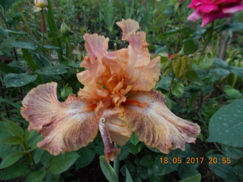 osage buff - IRISI BARBATA ELATIOR SI INTERMEDIA  2017