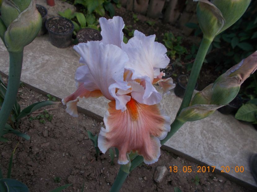 magharee - IRISI BARBATA ELATIOR SI INTERMEDIA  2017