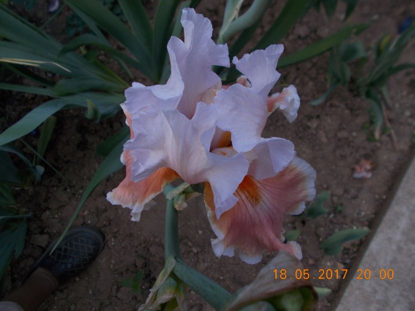 magharee - IRISI BARBATA ELATIOR SI INTERMEDIA  2017