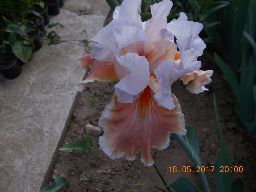 magharee - IRISI BARBATA ELATIOR SI INTERMEDIA  2017