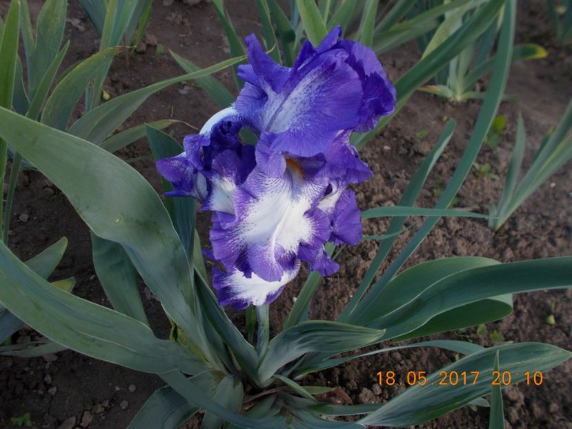 rococo - IRISI BARBATA ELATIOR SI INTERMEDIA  2017