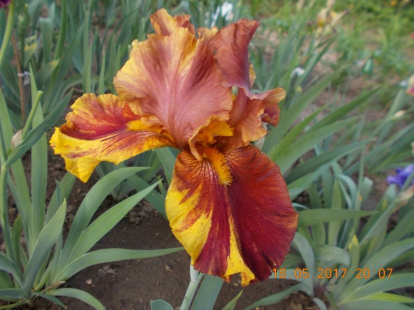 infernal fire - IRISI BARBATA ELATIOR SI INTERMEDIA  2017