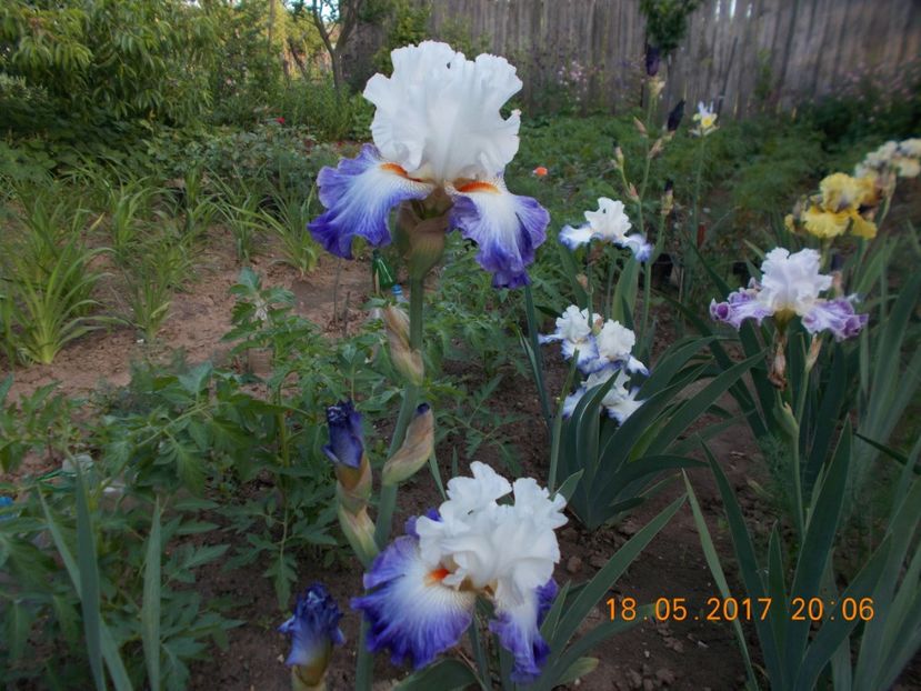 blue lasso - IRISI BARBATA ELATIOR SI INTERMEDIA  2017