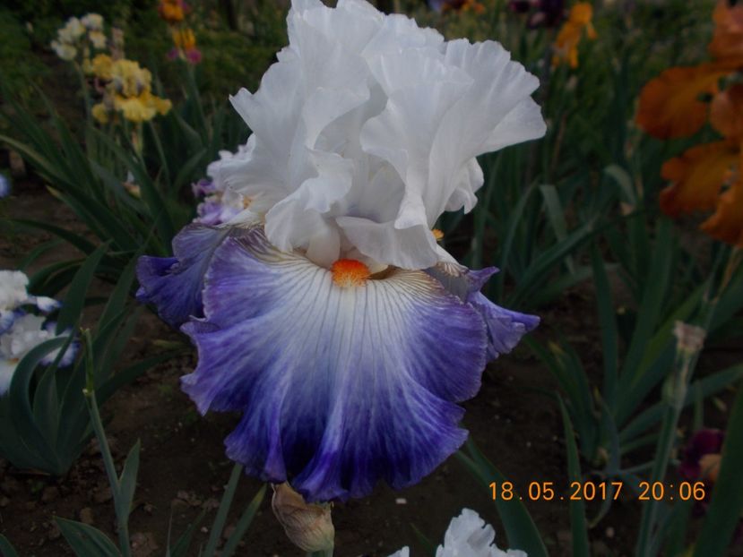 blue lasso - IRISI BARBATA ELATIOR SI INTERMEDIA  2017