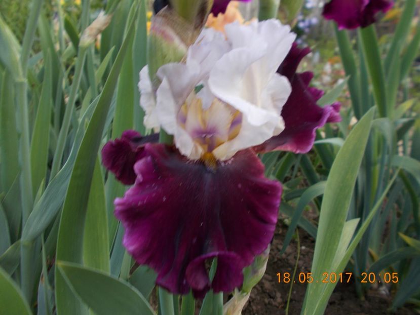 brazilian holiday - IRISI BARBATA ELATIOR SI INTERMEDIA  2017