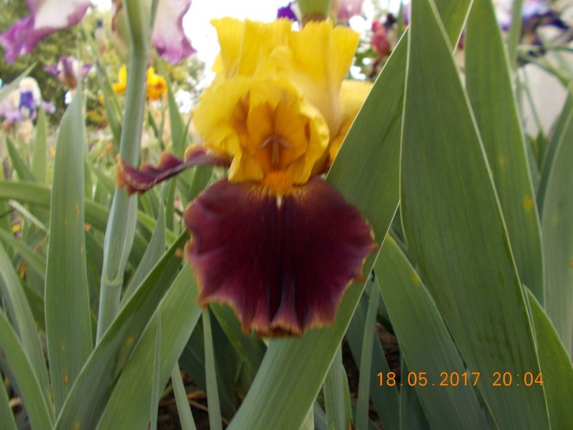 bold encounter - IRISI BARBATA ELATIOR SI INTERMEDIA  2017