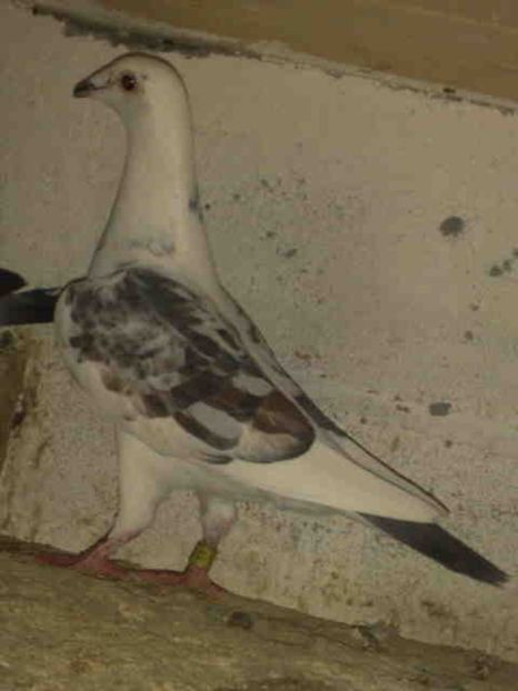  - Culori mai rare la porumbeii mei