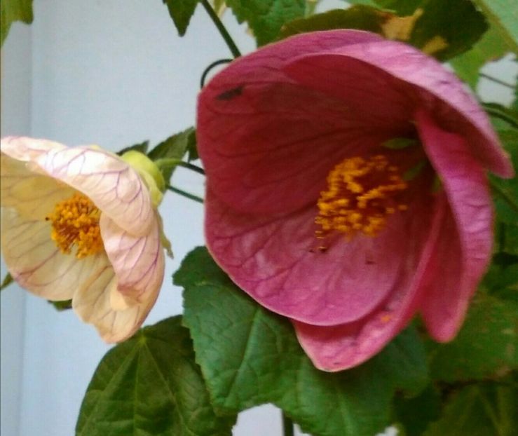  - colecția mea de abutiloni din seminte