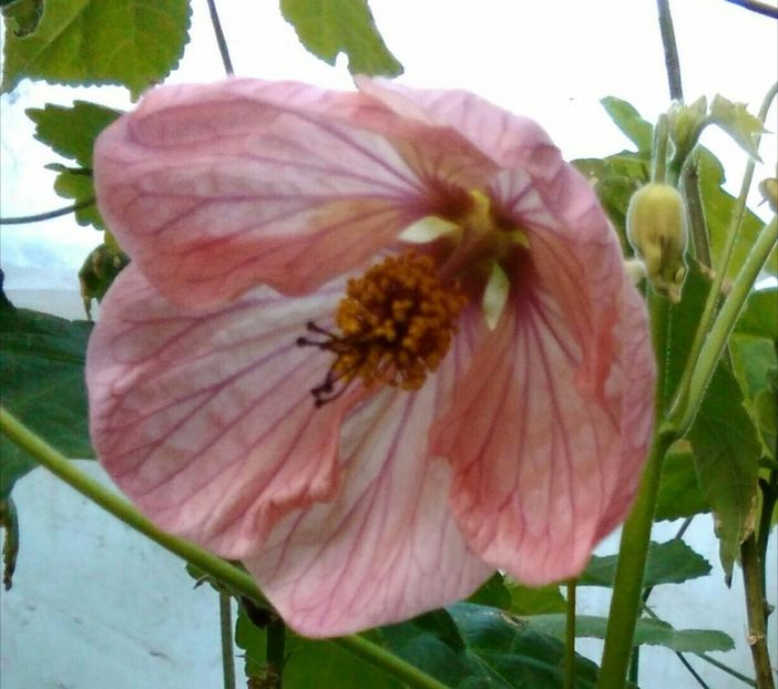  - colecția mea de abutiloni din seminte