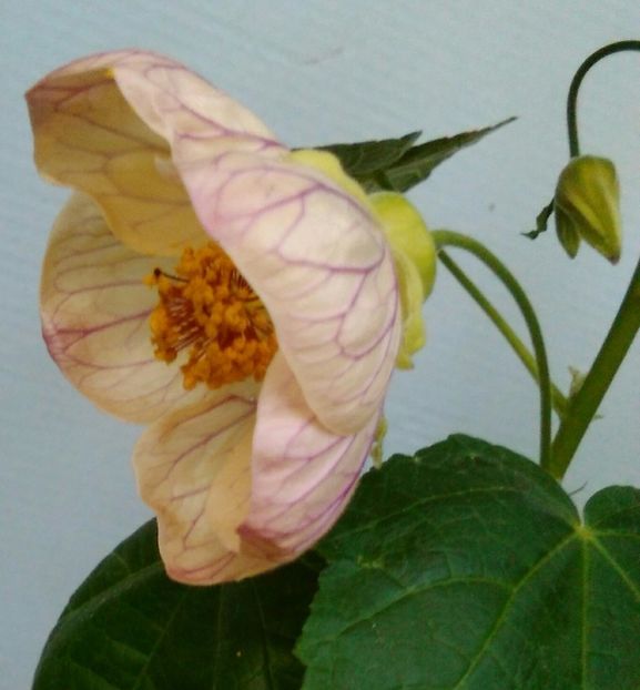  - colecția mea de abutiloni din seminte