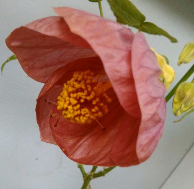  - colecția mea de abutiloni din seminte