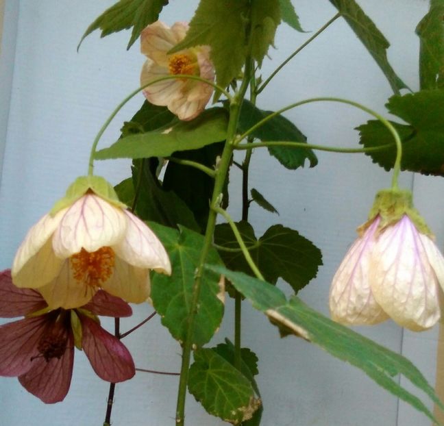  - colecția mea de abutiloni din seminte