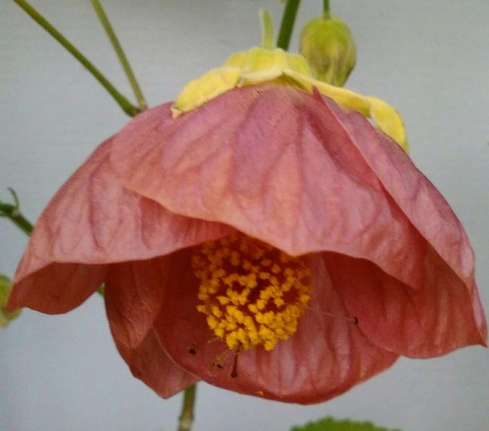  - colecția mea de abutiloni din seminte